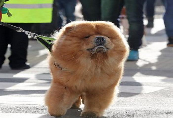 Lomba Kecantikan Anjing Di Inggris